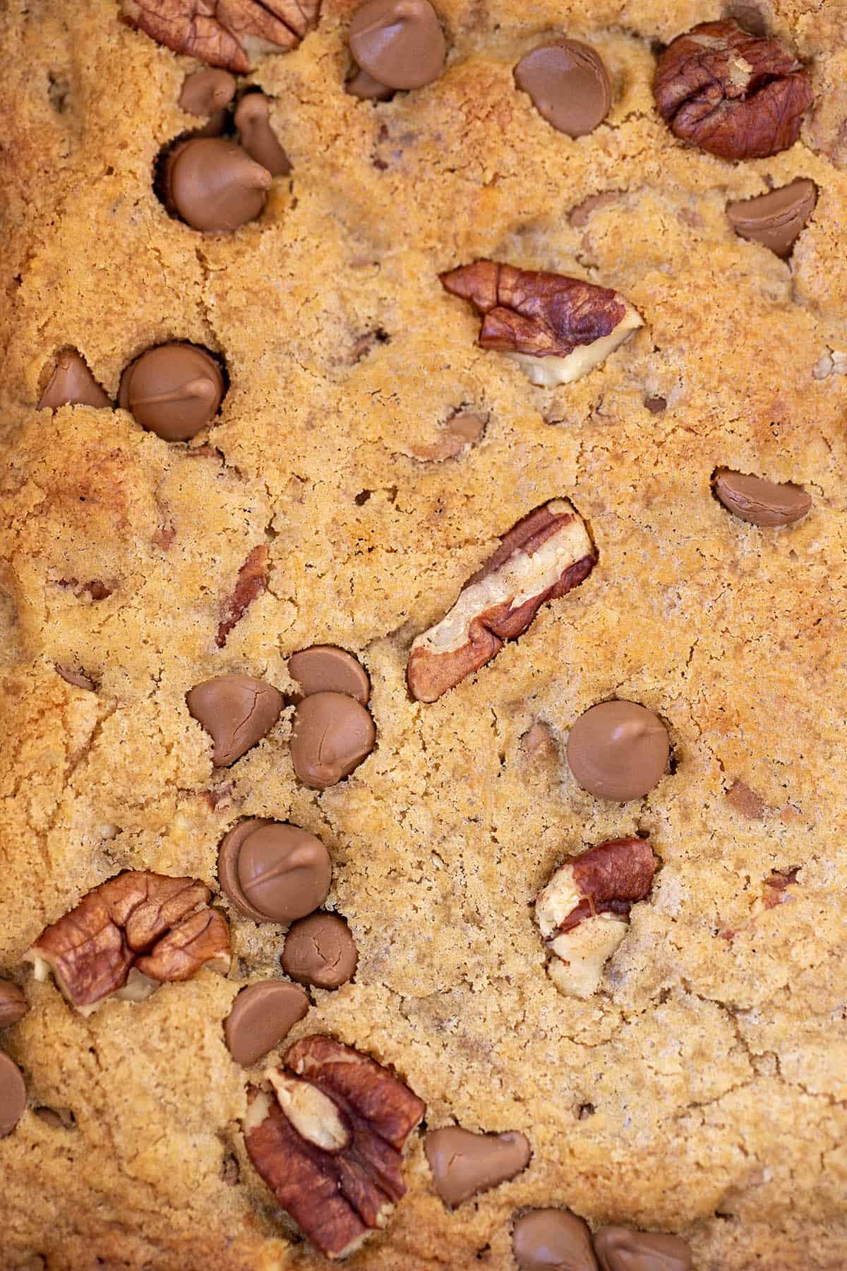 Close up of a homemade Pecan Chocolate Chip Blondie