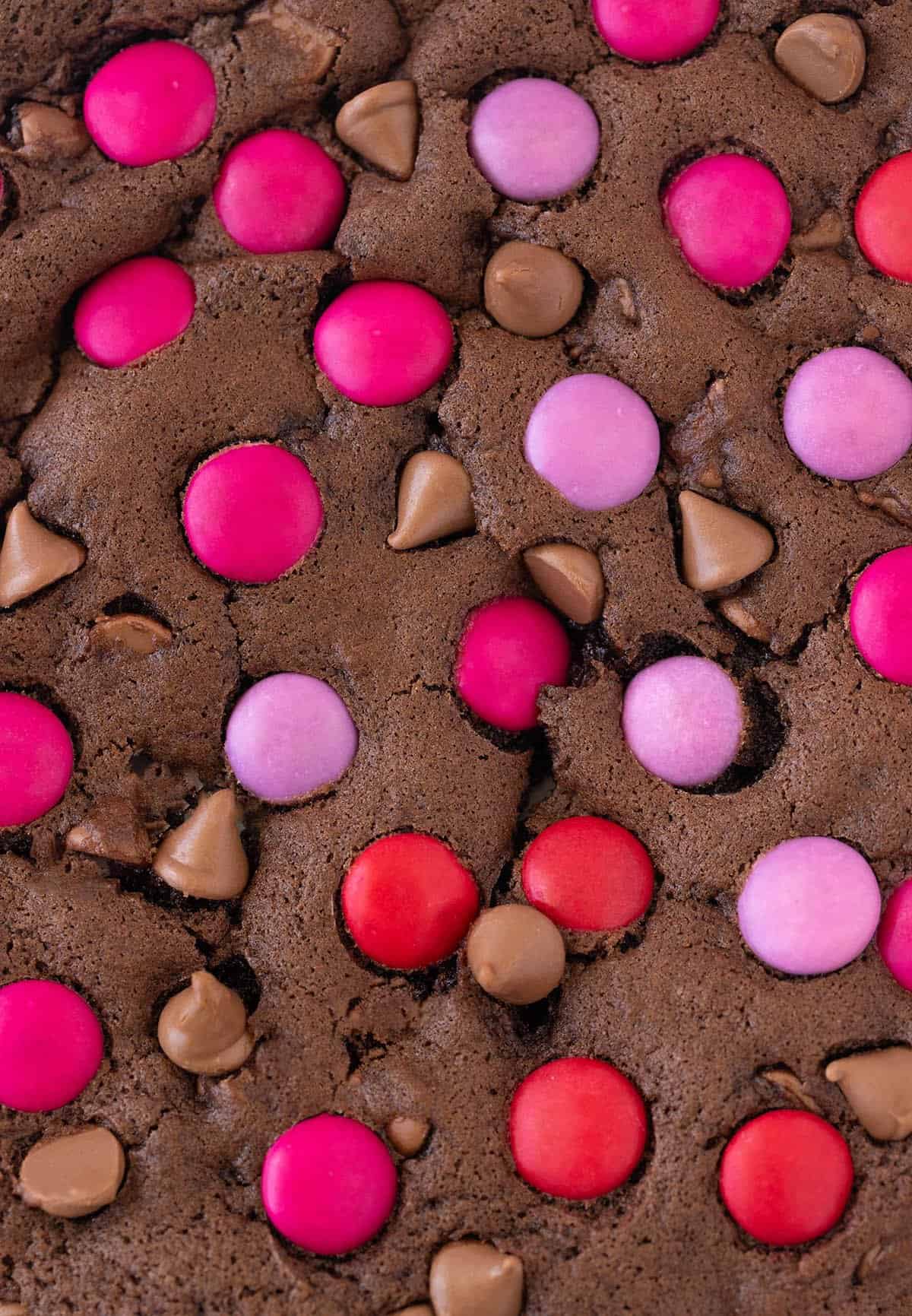 Close up of a chocolate cookie covered in Smarties.