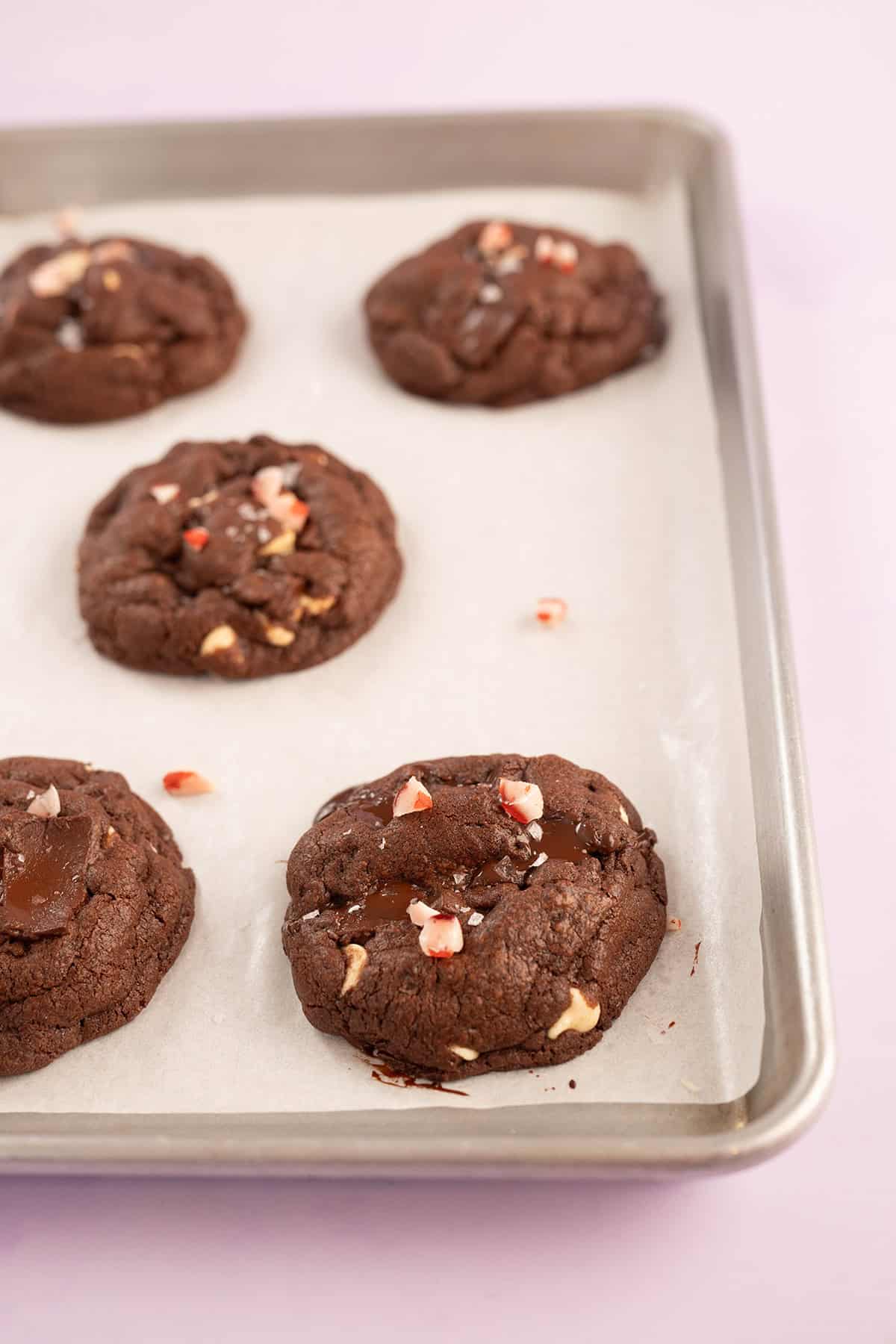 Double chocolate peppermint cookies cooling on an oven tray.